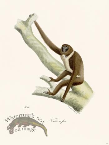 Cuvier 392 Vouurou Fem